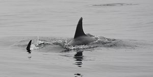 Pilot whales