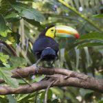 Toucan bird